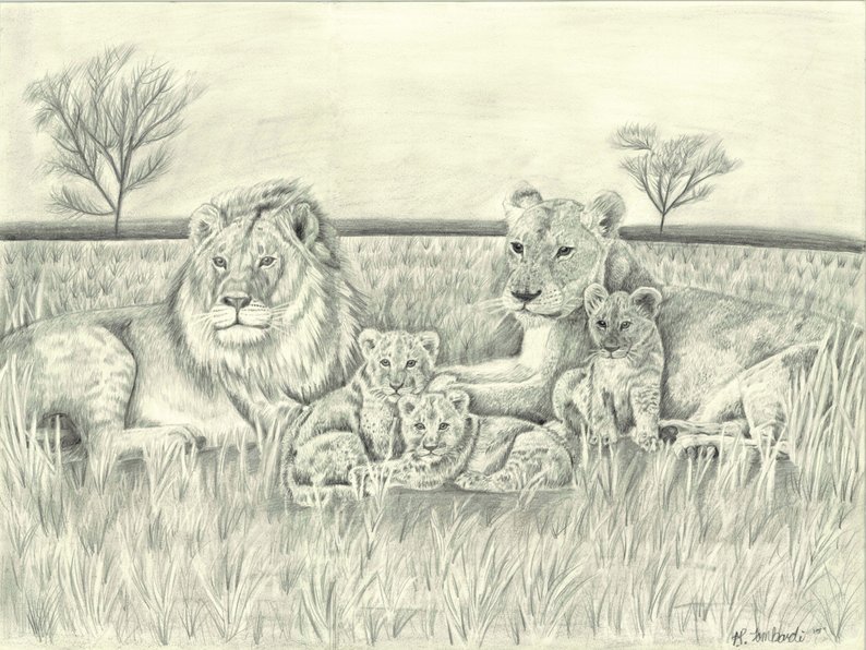 794x596 lion pride portrait print etsy - Lion Pride Drawing