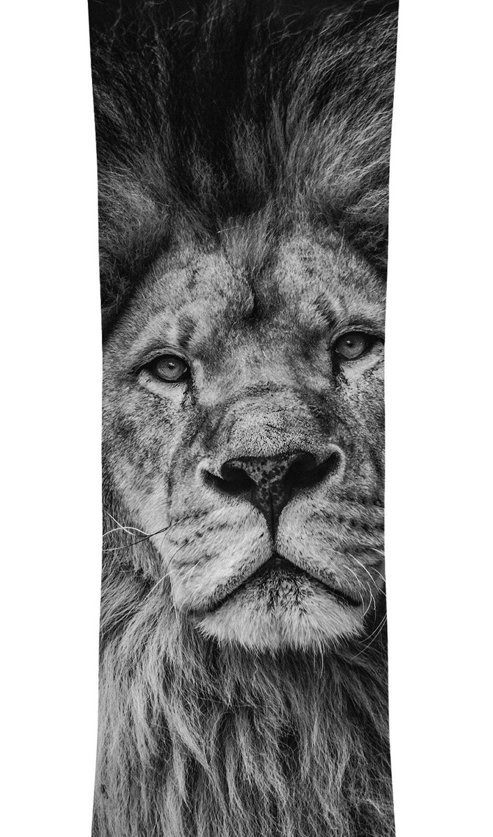 707x1200 lion pride snowboard wrap slims - Lion Pride Drawing
