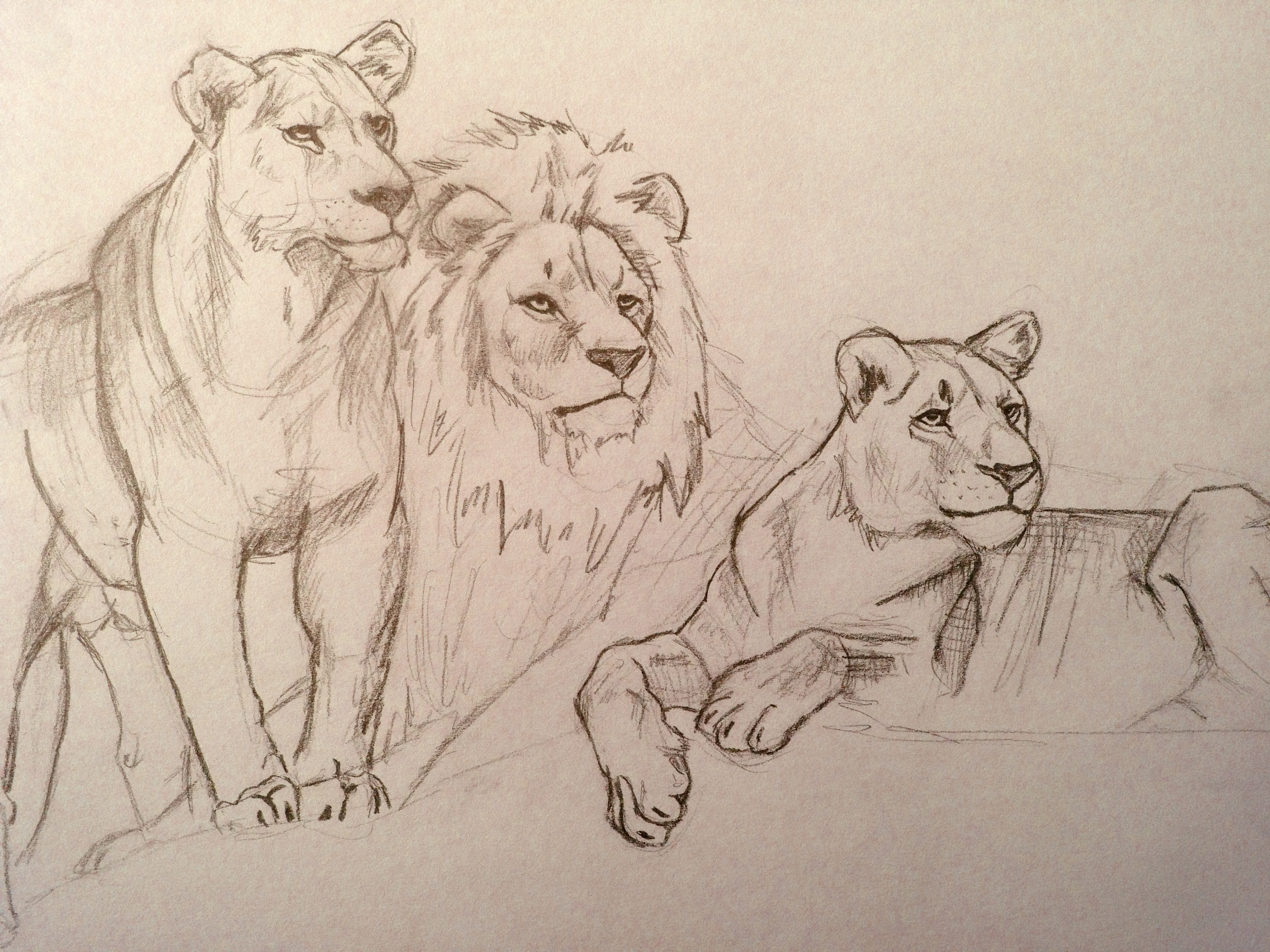 3264x2448 Lion Sketch Shelby Drake - Lion Pride Drawing