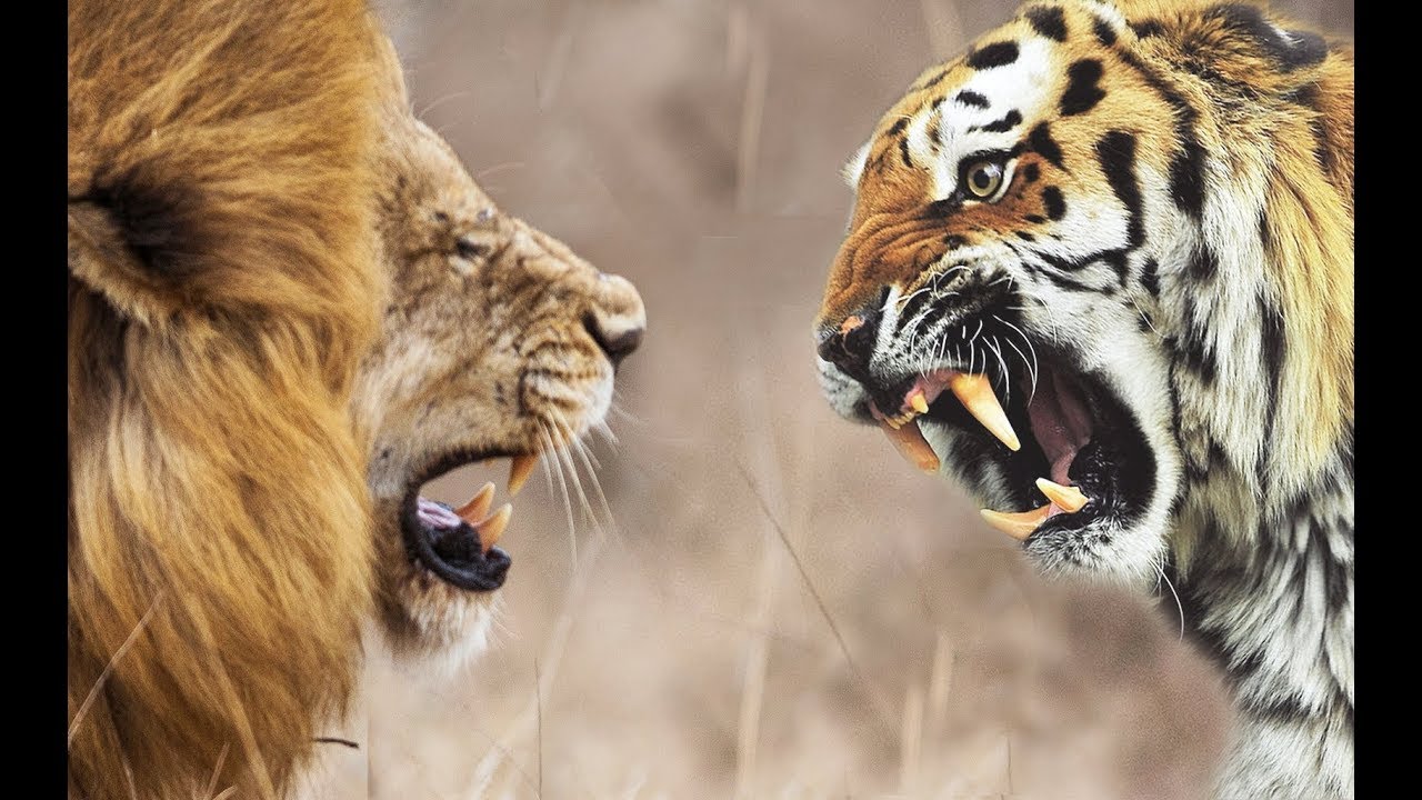 1280x720 lion vs tiger i lion pride drawing - Lion Pride Drawing