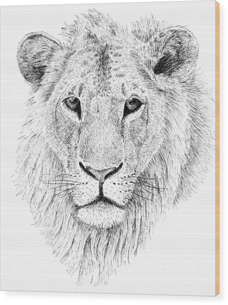 462x618 lions pride drawing - Lion Pride Drawing