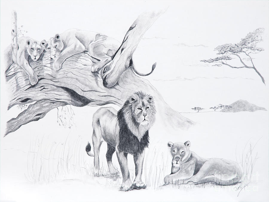 900x675 peaceful pride drawing - Lion Pride Drawing