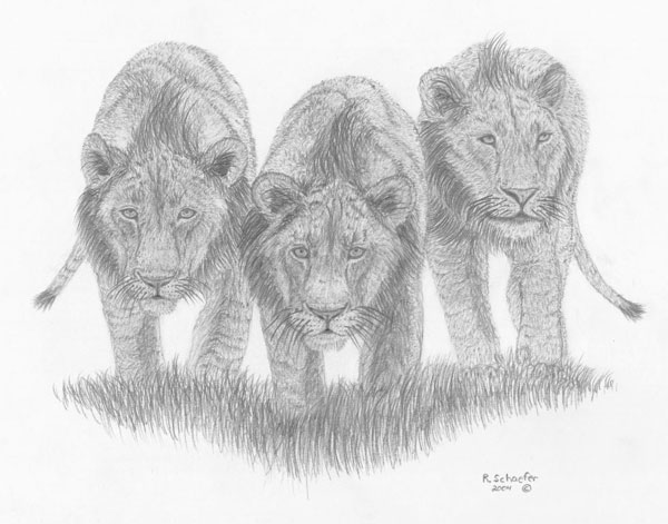 600x471 Wildlife Drawings For Sale Photo Gallery - Lion Pride Drawing