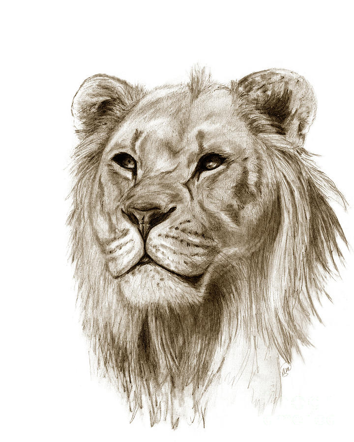 720x900 a lion, without pride digital art - Lion Pride Drawing