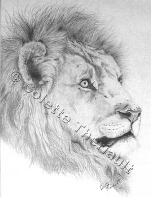 306x400 African Lion Drawing, Wildlife In Charcoal - Lion Pride Drawing