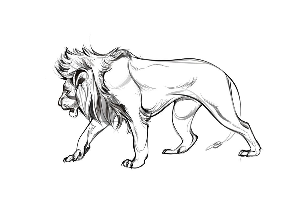 1181x806 images for gt lion profile drawing art inspiration profile - Lion Profile Drawing