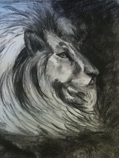 480x640 Lion's Head Profile Drawing - Lion Profile Drawing