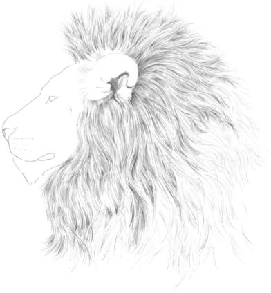 392x424 Lion Profile - Lion Profile Drawing