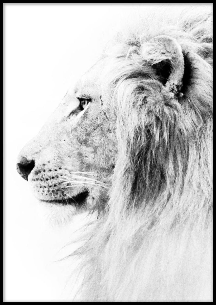 850x1200 Lion Profile Poster Posters Online - Lion Profile Drawing