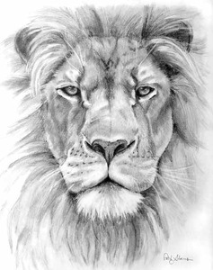 237x300 Patty Storms Artslant - Lion Profile Drawing