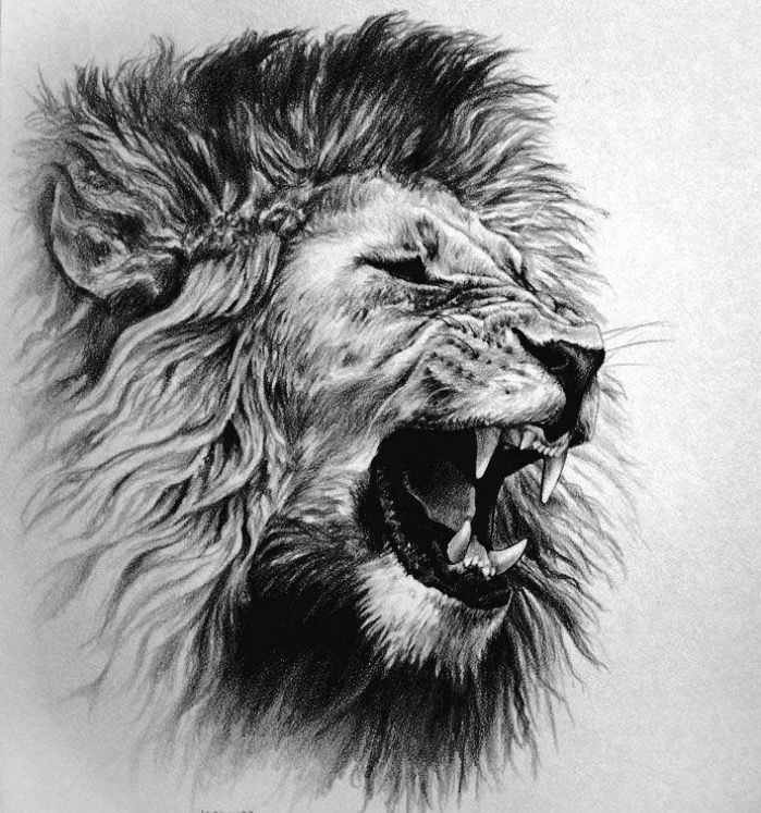 699x747 Roaring Lion Head Drawing Tattoo - Lion Profile Drawing