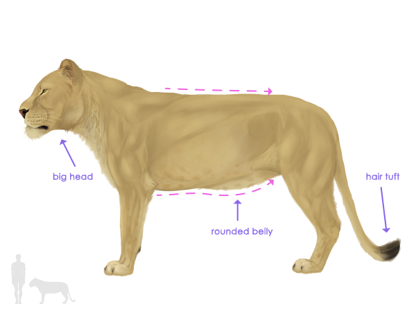 600x452 How To Draw Animals Big Cats, Their Anatomy And Patterns - Lion Profile Drawing