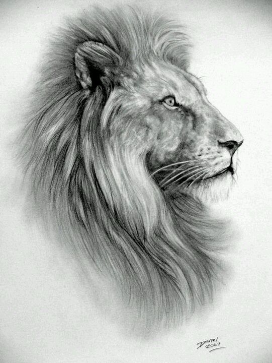 541x720 Image Result For Animals Pencil Sketch Images Art And Drawings - Lion Profile Drawing