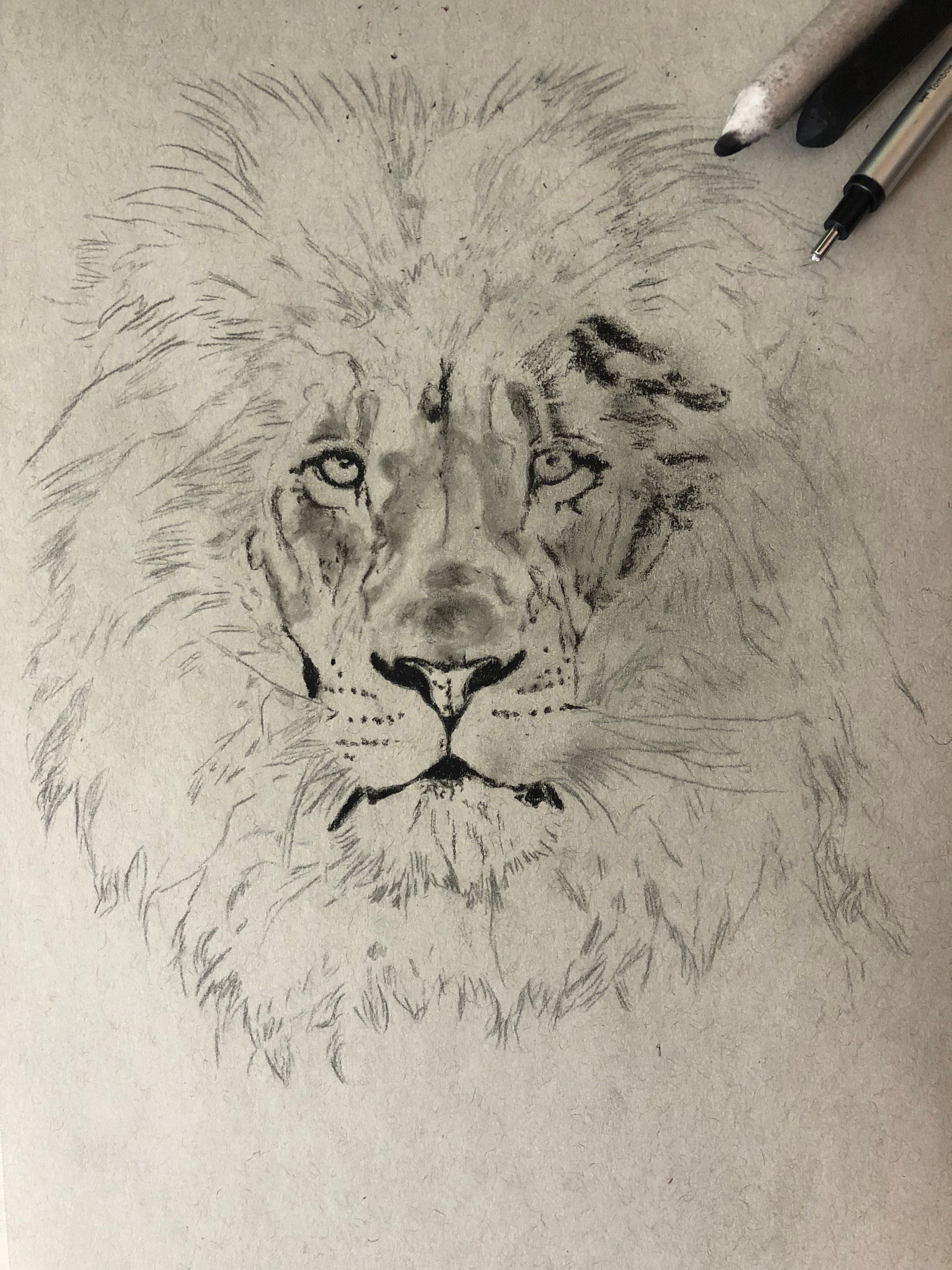 3024x4032 Drawing A Lion! Realistic Art With Charcoal Steemit - Lion Realistic Drawing