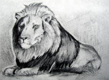 350x258 How To Draw Fur, Step - Lion Realistic Drawing