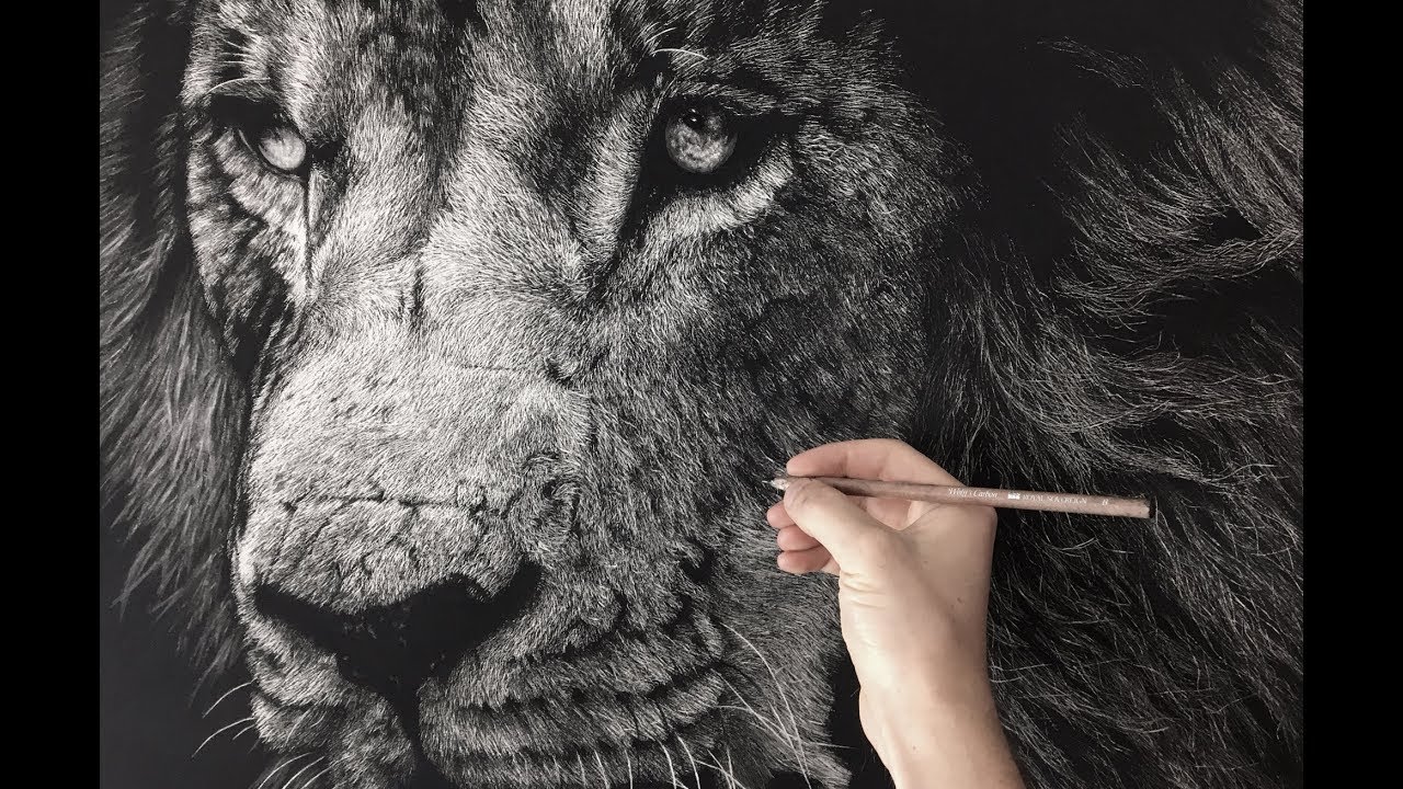 1280x720 Hyperrealistic Lion Drawing Time Lapse - Lion Realistic Drawing