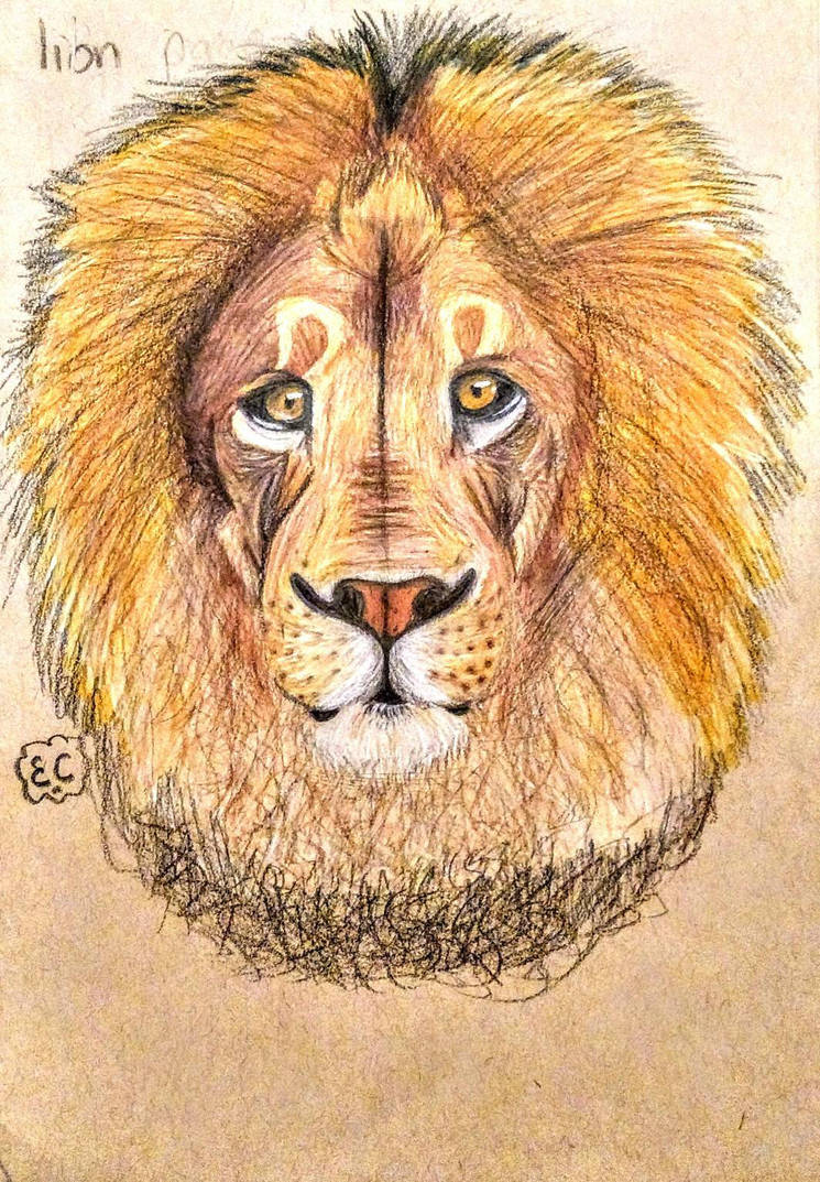 745x1073 Lion Realistic Drawing Try - Lion Realistic Drawing