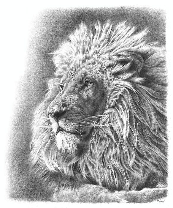 583x700 Lion Drawing, Graphite Pencil Realistic Drawing - Lion Realistic Drawing