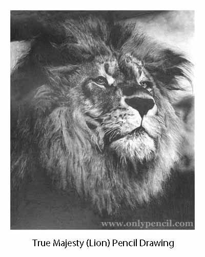 400x501 Lion Drawings - Lion Realistic Drawing