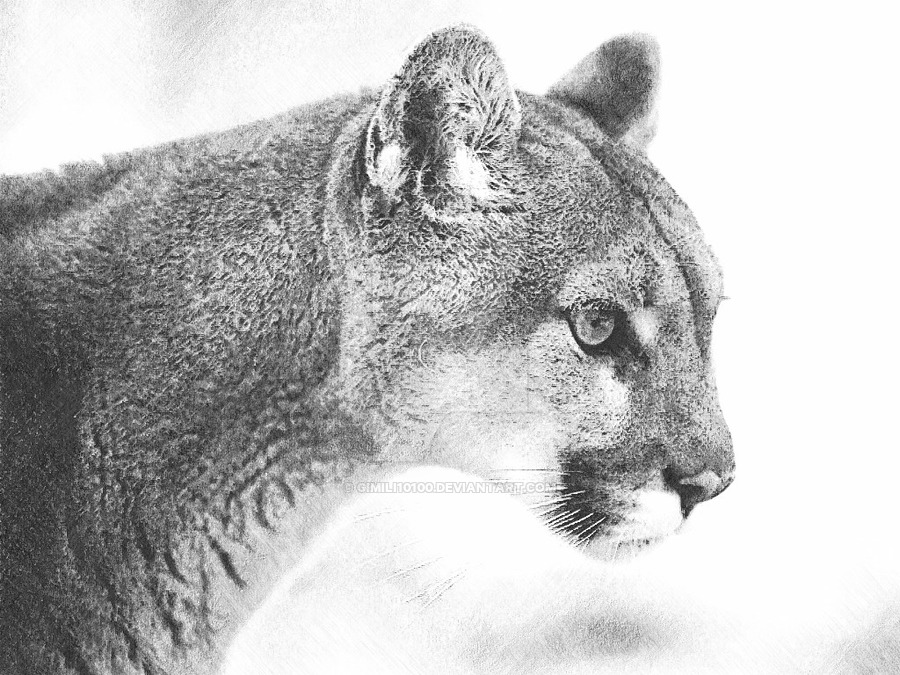900x675 Mountain Lion Drawing - Lion Realistic Drawing