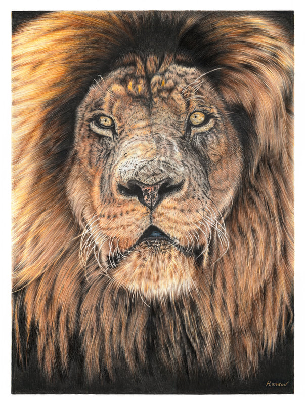 605x800 Photorealistic Pencil Drawings Of Animals - Lion Realistic Drawing
