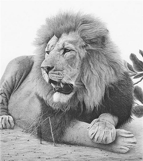 500x562 Realistic Drawings - Lion Realistic Drawing