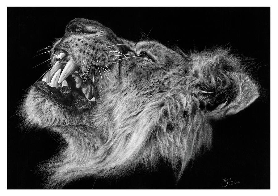 900x637 The Lion - Lion Realistic Drawing