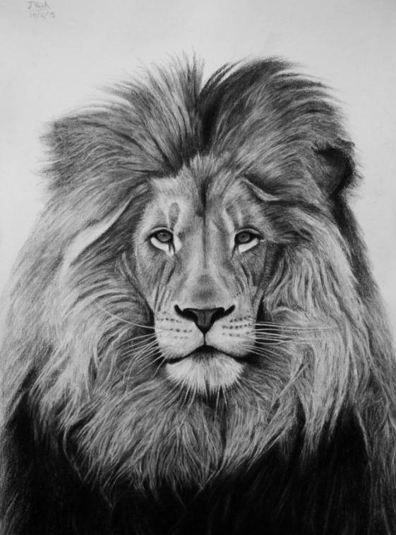 Lion Realistic Drawing at PaintingValley.com | Explore collection of ...