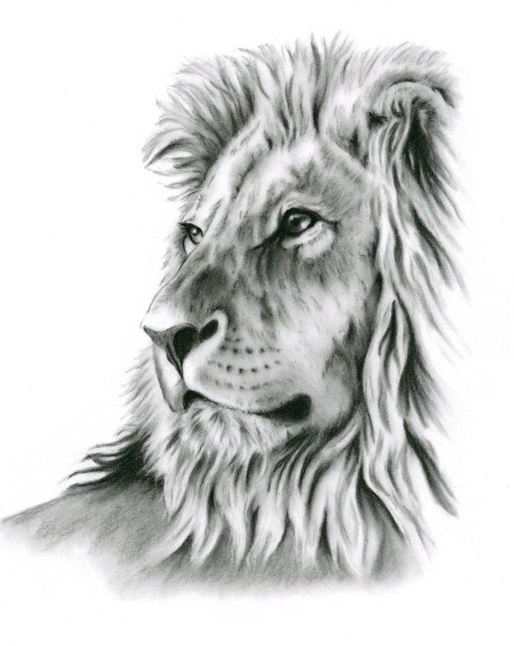 570x716 Charcoal Drawing, Charcoal Print, Lion Art, Lion Drawing, Lion - Lion Realistic Drawing