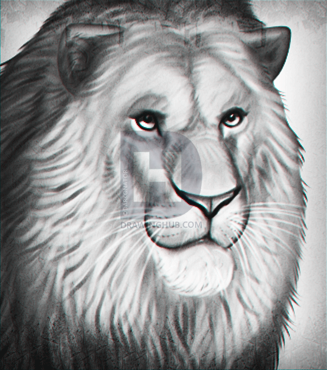655x741 Drawing A Realistic Lion, Step - Lion Realistic Drawing