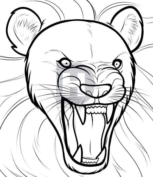 621x720 How To Draw A Lion Roaring, Roaring Lion, Step - Lion Roaring Drawing