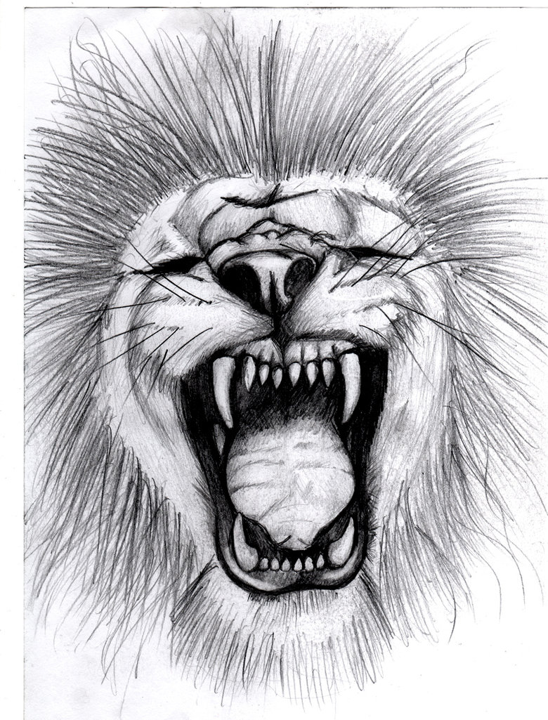 780x1025 images of lion face roar drawing - Lion Roaring Drawing