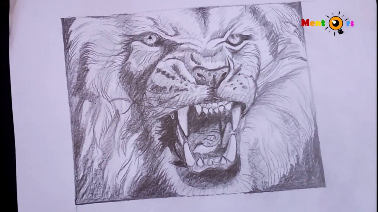 Lion Roaring Drawing at PaintingValley.com | Explore collection of Lion ...