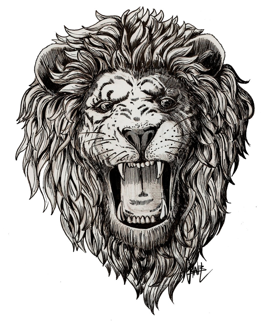 1024x1252 Lion Roaring Drawing - Lion Roaring Drawing
