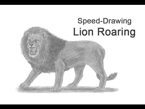 480x360 Lion Roaring Time Lapse - Lion Roaring Drawing