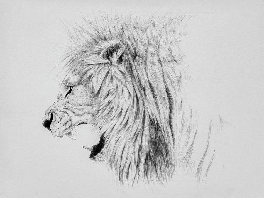 900x675 Lion Drawing Hair For Free Download - Lion Roaring Drawing
