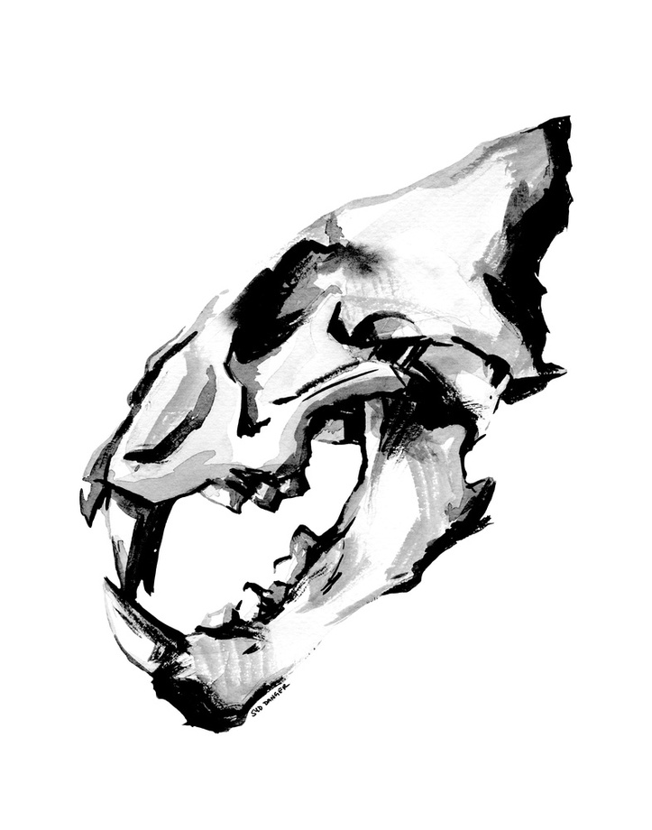 723x920 Lion Skull, An Art Print - Lion Skull Drawing