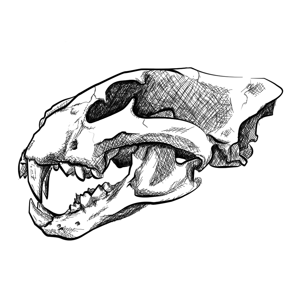 Lion Skull Drawing at Explore collection of Lion