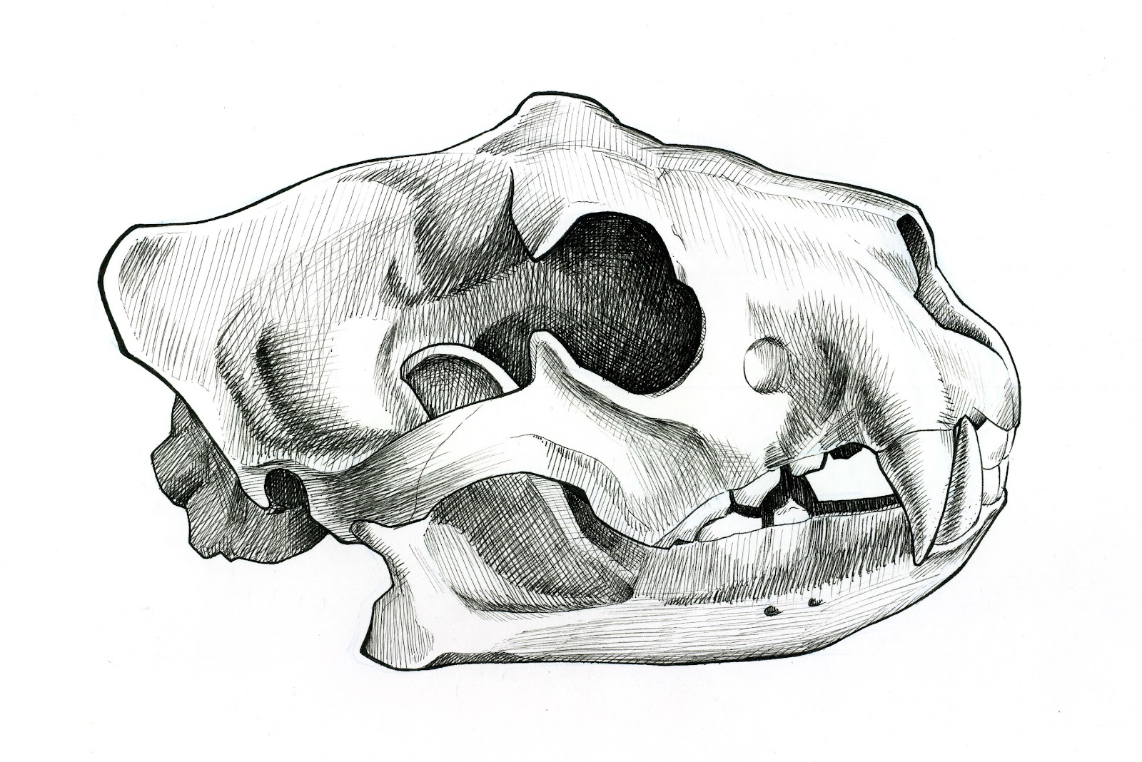 Наброски череп Льва