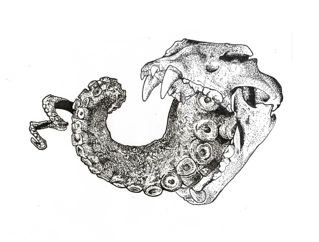 1054x800 Lion Skull With Octopus Tentacle Ink Drawing - Lion Skull Drawing