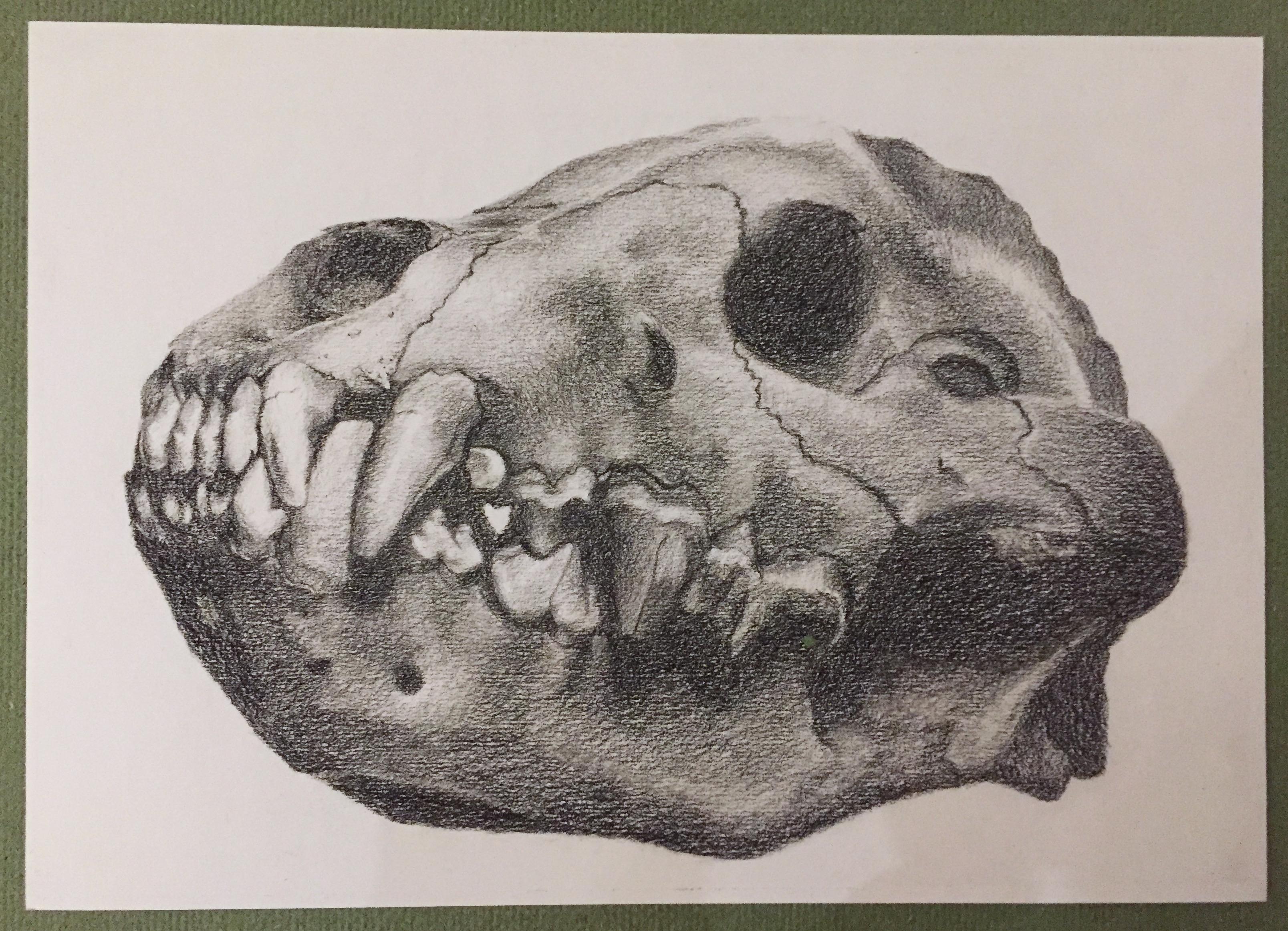 3215x2323 Lion Skull Charcoal Pencils Drawing - Lion Skull Drawing