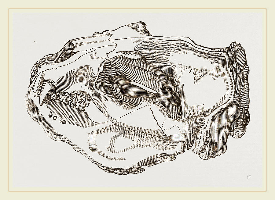 900x656 Skull Of Sea Lion Drawing - Lion Skull Drawing