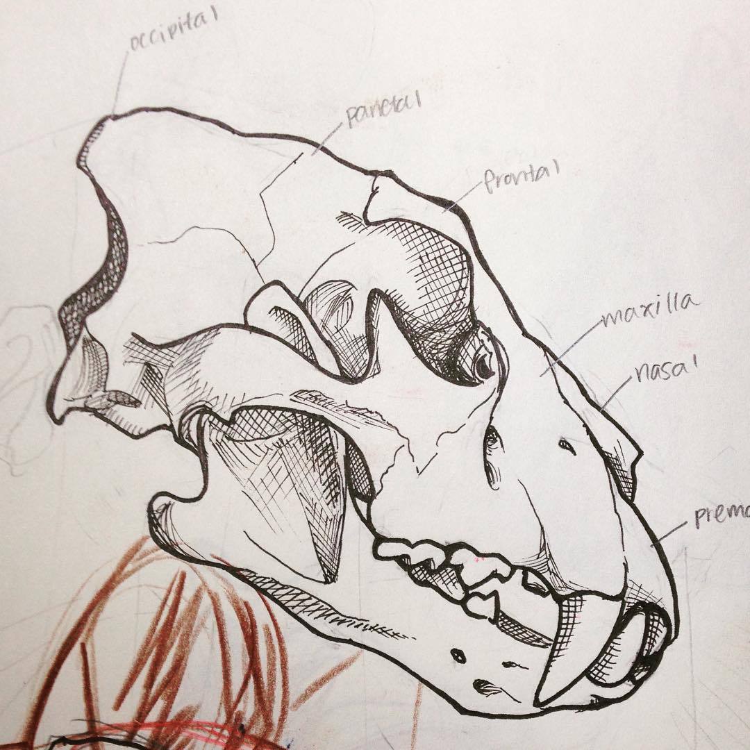 1080x1080 A False - Lion Skull Drawing