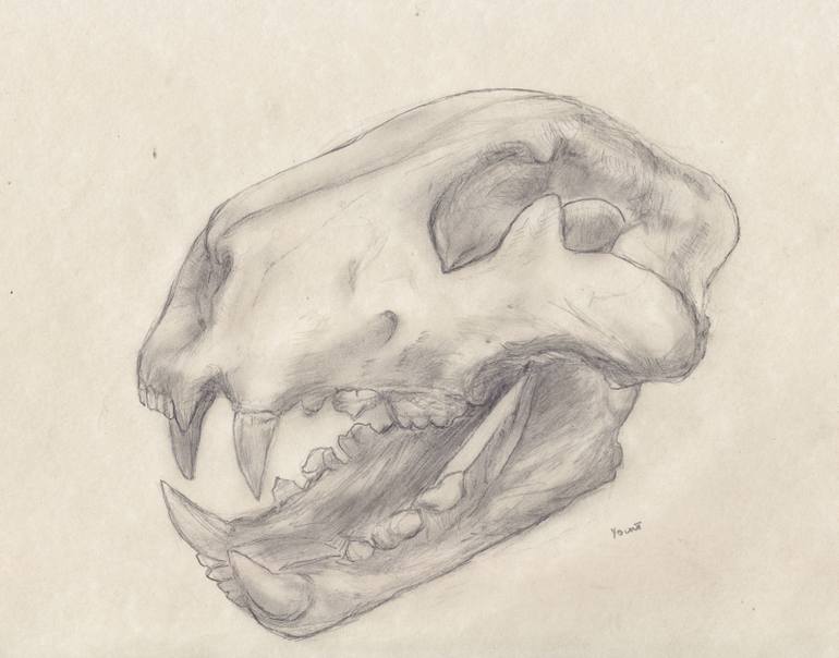 Lion Skull Drawing at PaintingValley.com | Explore collection of Lion ...