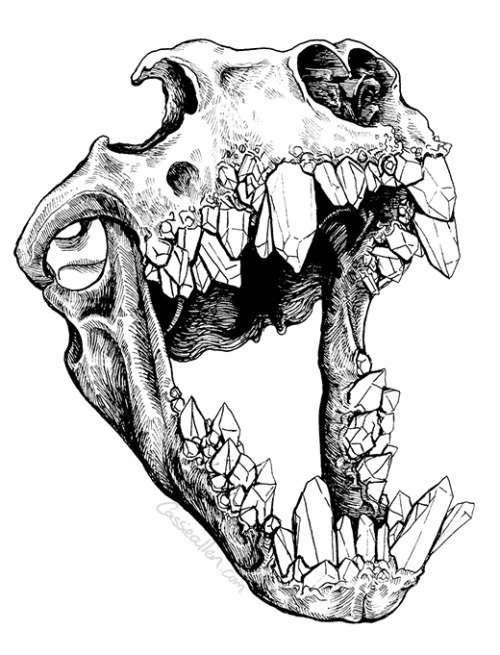 Lion Skull Drawing at Explore collection of Lion