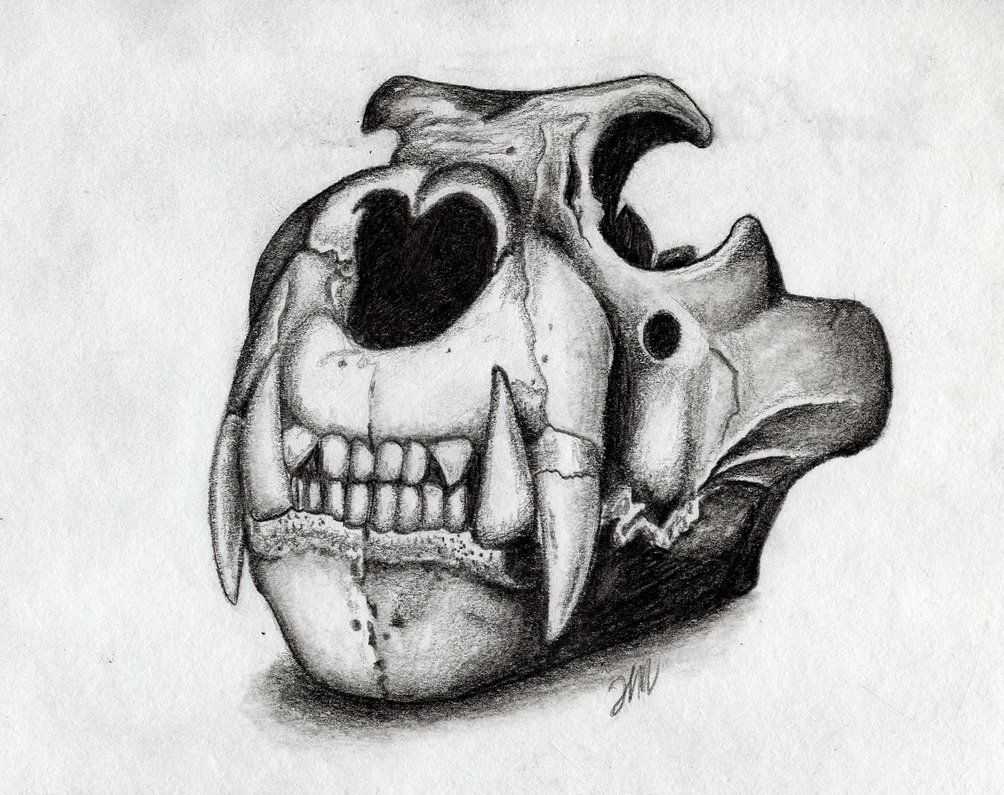 1004x795 Lion Skull Drawing - Lion Skull Drawing