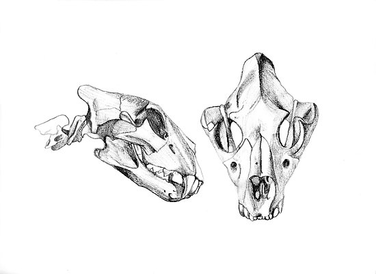 550x400 Anatomical Studies - Lion Skull Drawing