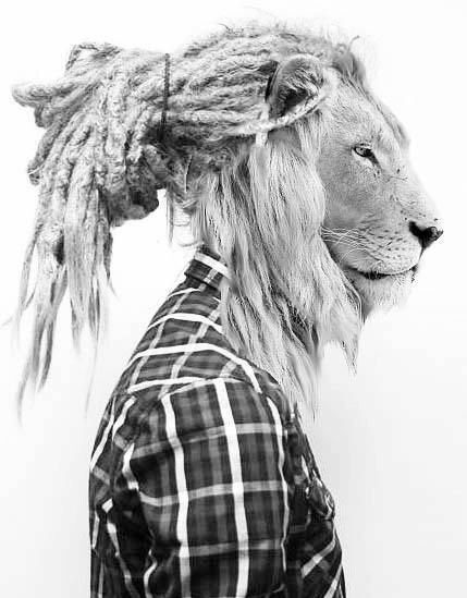 429x549 Lion Dreads - Lion With Dreads Drawing