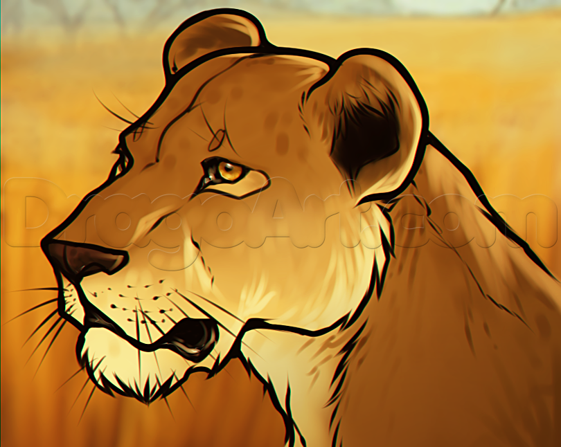810x646 how to draw a lioness head, step - Lioness Drawing