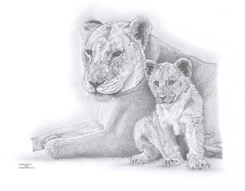 794x617 lioness cub limited edition art drawing print signed - Lioness Drawing